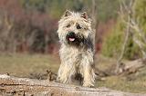 CAIRN TERRIER 348